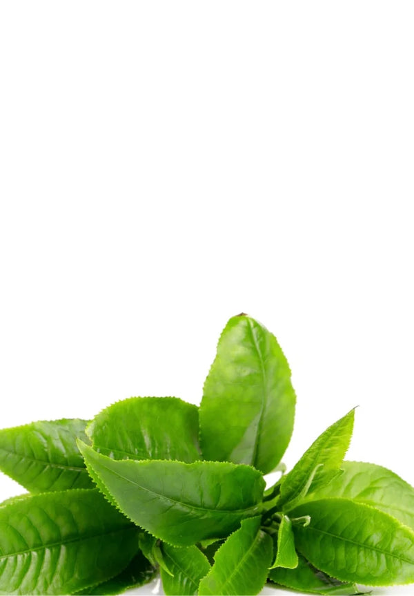 Tea Tree-olie
